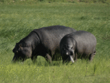 Mother and baby hippo