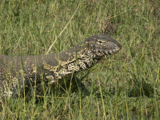 Water monitor lizard
