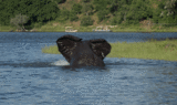 Elephant having a glorious bath