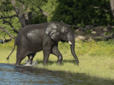 One clean elephant
