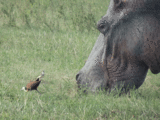 Little and large