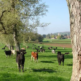 dairy free walks