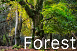 Forest Gallery