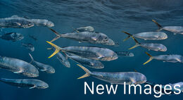 New Images