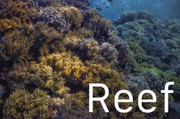 Reef Gallery