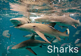 Sharks