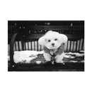 Dogs of Madison Square Park