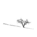 Snow Tree I