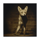Urban Fox I