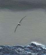 Albatross