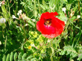 Selected camino photos 18th June 2013 343