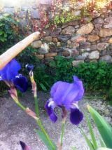 Selected camino photos 18th June 2013 346