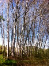 Selected camino photos 18th June 2013 368