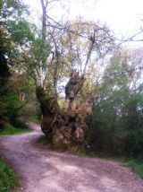 Selected camino photos 18th June 2013 415