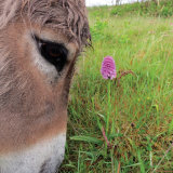 83. Donkey & Orchid