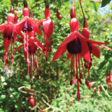 54. Fiúise, Fuchsia