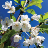 52. Crann Silín, Wild Cherry