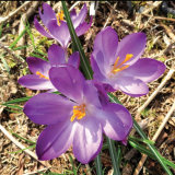 53. Cróca, Crocus