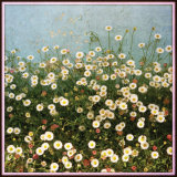 58. Mexican Daisies, West Cork
