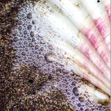 87. Muiríní, Scallop