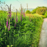170. Boreen & foxgloves
