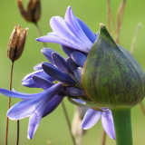 46. Blue Agapanthus