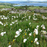 Ceannbhán, Bog Cotton, West Cork, ireland