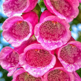 61. Lus Mor: Foxglove; Irish Wildflowers