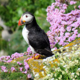 142 Puffin