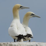 147 Gannets
