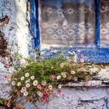 153 Faded Glory, Schull