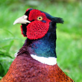 141 Pheasant