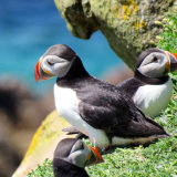 143 Puffins