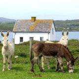 70. Donkeys, Long Island
