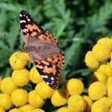 159. Painted Lady