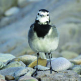 134. Glasóg shráide; Pied wagtail