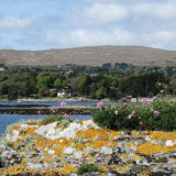 45. Rabhán, Sea pinks, Ahakista