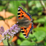 80. Ruán beag, Small Tortoisehell butterfly