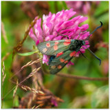 81. Six Spot Burnet Moth