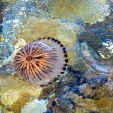 76. Smuglaire an chompáis, Jellyfish