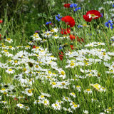 60. Irish Wild Meadow