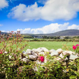 Wild roses; West Cork; Ireland