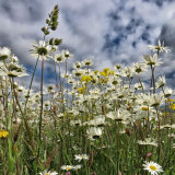 59. Ox Eye Daisies: irish wildflowers
