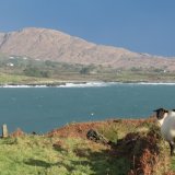 135. Winter Woollies, Sheep's Head