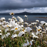 Windswept Daisies, West Cork