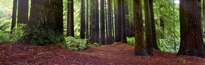 Redwoods