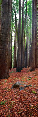 Redwoods vert