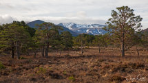 Rothiemurchas woodland