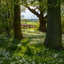 Bluebells And Wild Garlic