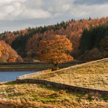 Lone Tree in Autumn